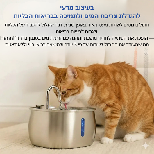 Verleng het leven van je kat met Hannifit’s filtersysteem